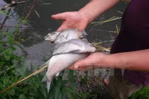 Ai đã “đầu độc” tôm cá ở thượng nguồn sông Đà?