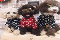 Dân mạng khoe trào lưu khoe thời trang cho “boss” xuống phố