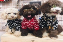 Dân mạng khoe trào lưu khoe thời trang cho “boss” xuống phố