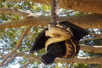 Video: “Mãng xà” khổng lồ há miệng tấn công ô tô 