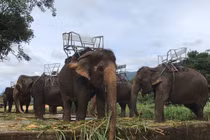 Có hay không chuyện voi Đà Lạt bị ngược đãi?