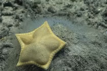 Sao biển “bánh bao” ở Ấn Độ Dương gây thích thú