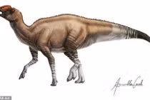 Khủng long mỏ vịt "dị" nhất lịch sử