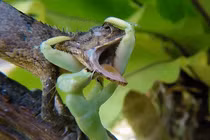 Cận cảnh chiêu kết liễu con mồi kỳ dị của bọ ngựa