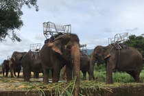 Có hay không chuyện voi Đà Lạt bị ngược đãi?