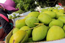 Giá tăng cao, người dân Khánh Hòa ồ ạt mua bán hạt xoài 