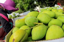 Giá tăng cao, người dân Khánh Hòa ồ ạt mua bán hạt xoài 