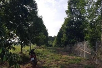 Vườn trồng “cột chống trời” dổi đổi được nhiều vàng nhất xứ Mường 