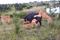 Một con bị giết, cả đàn trâu rừng quay lại đuổi sư tử rồi “khóc” bạn 