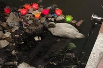 CĐM xôn xao trước nguy cơ đàn thiên nga chết cùng rác trên sông Tam Bạc