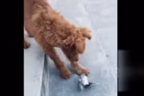 Video: Chim sẻ giả chết tài tình, lừa chó một cú đau