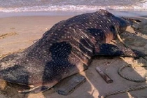 Cá voi khổng lồ 4 tấn trôi vào Mũi Né