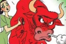 Bi hài án mạng vì... hình ảnh con bò trên lon nước 