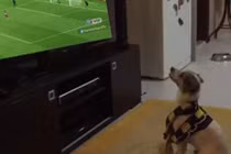 Video: Đã tìm ra fan chân chính của U23 Việt Nam