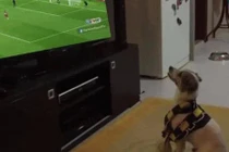 Video: Đã tìm ra fan chân chính của U23 Việt Nam