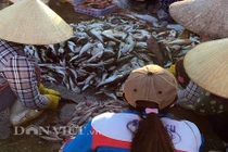 Cá nóc cực độc được sơ chế công khai tại cảng, cửa biển 