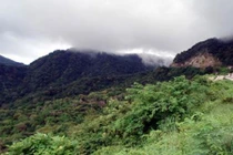 Chuyện ly kỳ về rắn khổng lồ chặn đầu xe khách ở An Giang