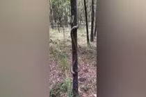 Video: Trăn dài 7m cuộn tròn trên cây khiến người xem “thót tim“