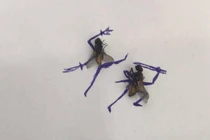 Dù đã chết những vẫn "đi đường quyền", chú ruồi bỗng có triệu fan