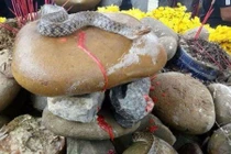 Kiểm lâm bắt "rắn thần", người dân mới chịu rời hiện trường