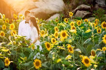 Giới trẻ khăn gói vào Nghệ An “săn” hoa hướng dương 