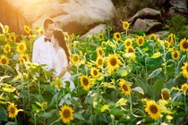 Giới trẻ khăn gói vào Nghệ An “săn” hoa hướng dương 