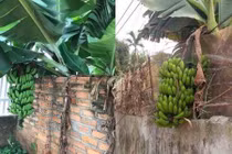 Chết cười với những thảm họa trái cây “mời bác xơi“