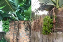 Chết cười với những thảm họa trái cây “mời bác xơi“