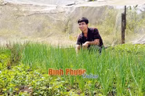 Phát sốt: Trồng 2 sào tía tô, kinh giới... lãi 12 triệu đồng/tháng