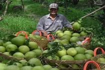 Thương lái Trung Quốc yêu cầu mua bưởi kiểu lạ đời