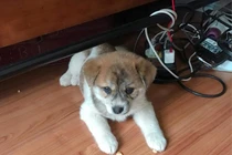 Đỉnh cao bán chó online: quảng cáo chó Poodle lai Nhật nhưng giao cho khách chó ta