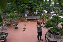 Cây sanh 200 năm tuổi ở Hà Nội 