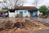 Một phụ nữ bị cây bàng cổ thụ đè chết