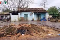 Một phụ nữ bị cây bàng cổ thụ đè chết