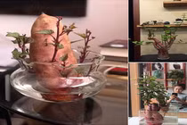 Trồng củ khoai bonsai xu thế chơi cây mới của giới trẻ Việt