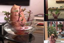 Trồng củ khoai bonsai xu thế chơi cây mới của giới trẻ Việt