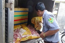 Hô biến thịt lợn nái già thành heo rừng bán giá đắt