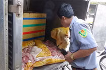 Hô biến thịt lợn nái già thành heo rừng bán giá đắt