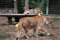 Video: Nhiều thú dữ xổng chuồng ở Đức, 1 con bị bắn hạ