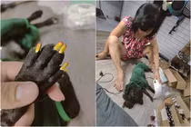 Mẹ làm nail cho chó cưng, thanh niên chỉ biết ngậm ngùi cay đắng