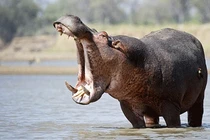 Trâu rừng nỗi kinh hoàng của hà mã