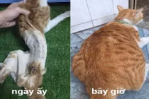 Cú lột xác của chú mèo hoang sắp chết thành mèo nhà béo ú