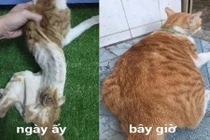 Cú lột xác của chú mèo hoang sắp chết thành mèo nhà béo ú
