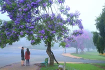 Ngẩn ngơ với mùa hoa phượng tím Đà Lạt đẹp đến mê hồn