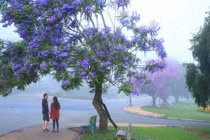 Ngẩn ngơ với mùa hoa phượng tím Đà Lạt đẹp đến mê hồn