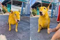 Bị "con sen" biến thành "cậu vàng", chú chó nổi như cồn trên mạng