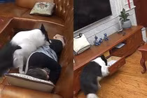 Chết cười với chú chó "lươn lẹo" lấy tiền chủ tạo quỹ đen