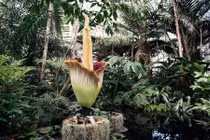 Xếp hàng ngửi hoa xác chết 80 năm mới nở một lần