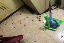 Dân mạng hãi hùng cảnh “gián” chết sau cơn mưa