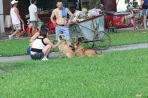 Vụ bé trai tử vong do chó cắn: CĐM phẫn nộ việc nuôi chó thả rông